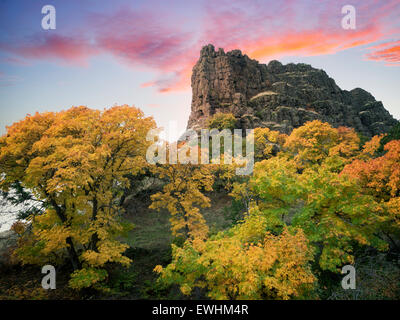 Maple trees in fall color. Columbia River Gorge National Scenic Area,Washington Stock Photo