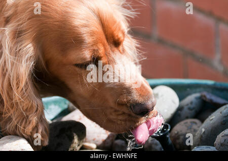 Sprocker drinking from garden fountain Stock Photo