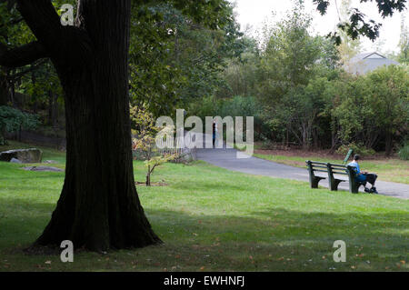 Walks through the woods from coniferous trees in the New York Botanical Garden. Bronx River Pkwy and Kazimoroff Boulevard. M B Stock Photo