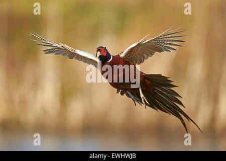 Rooster pheasant in flight in rich evening sunshine Stock Photo