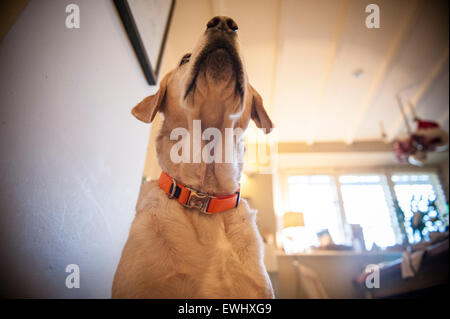 A different view of a golden labrador with an orange collar Stock Photo