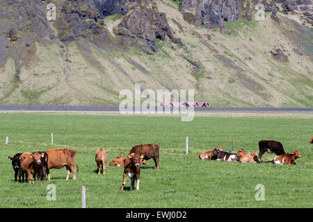 herd of icelandic cows in pasture during summer Iceland Stock Photo