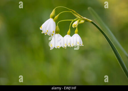 Flowers called Summer snowflake, Leucojum aestivum, blooming Stock Photo