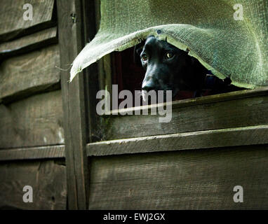 Large black Labrador Retriever dog sticking his head through a broken screen window of an old wood sided cabin Stock Photo