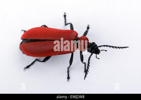 Macro view of red beetle on white background. Stock Photo