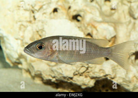 Aquarium cichlid fish from genus Aulonocara. Stock Photo