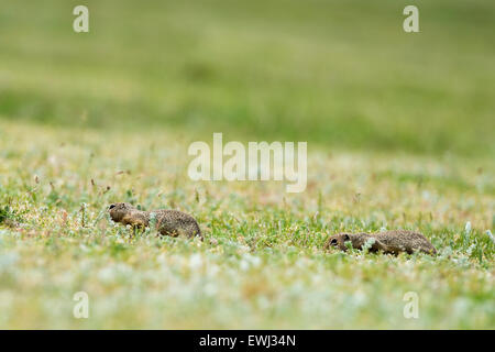 cute European ground squirrels on field (Spermophilus citellus) Stock Photo