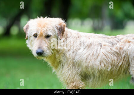dog that guards the flock of sheep in the mountains Stock Photo