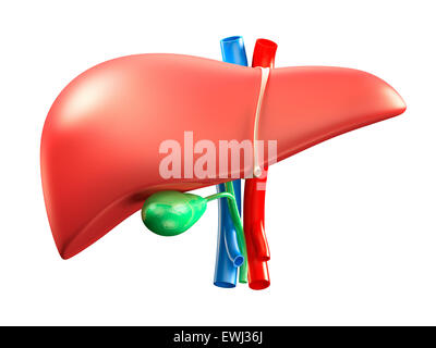 Liver and gallbladder colorful 3D illustration isolated on white background Stock Photo