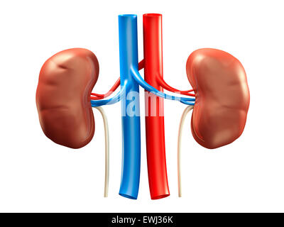 Human kidneys medical 3D illustration isolated on white background Stock Photo