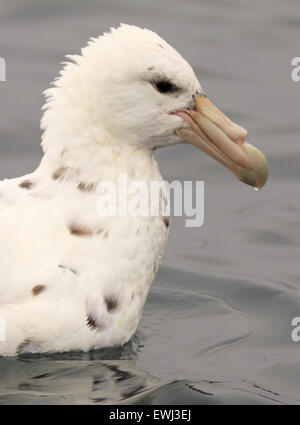 A vertical portrait of an albino Southern Giant Petrel. Stock Photo