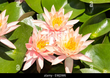 pink water lily on top of a koi pond in Thailand Stock Photo