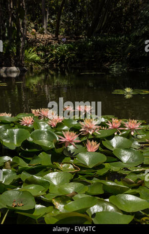 pink water lilies on top of a koi pond in Thailand Stock Photo