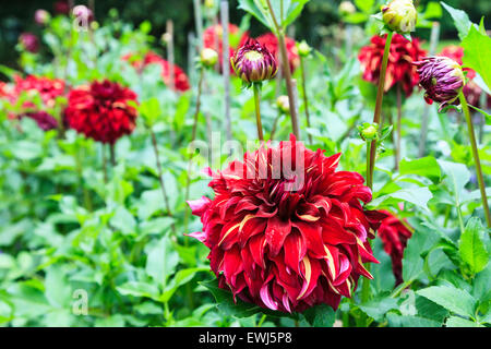 Dahlia Flower Stock Photo