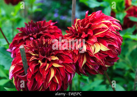 Dahlia Flower Stock Photo