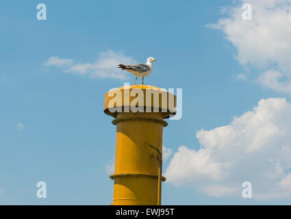 Large herring gull larus argentatus perched on top of ships funnel chimney against blue sky background Stock Photo