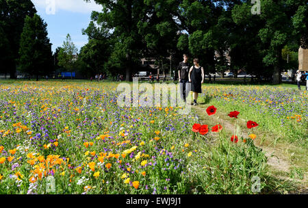 Brighton, UK. 27th June, 2015. A couple enjoy a stroll as they enjoy the beautiful summer weather in the Preston Park Wild Flower Meadows in Brighton Stock Photo