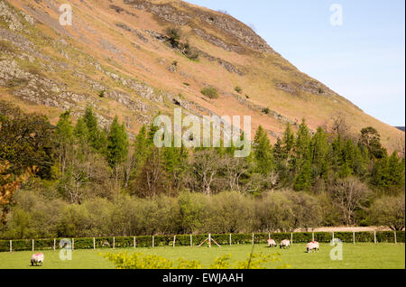 Hallin Fell, Howtown, Ullswater, Lake District national park, Cumbria, England, UK Stock Photo