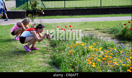 Brighton, UK. 27th June, 2015. A couple of early morning runners stops to photograph the beautiful Wild Flower Meadows in Brighton's Preston Park  It is the second year a mixture of wild flowers have been sown on two old bowling greens by the city council providing habitat and food for bees , butterflies and other insects Stock Photo