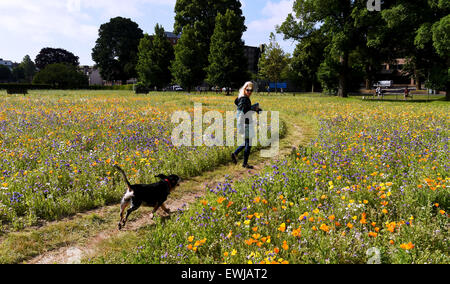 Brighton, UK. 27th June, 2015. A young lady and her pet dog an unusual Basset Bleu de Gascogne enjoy the beautiful summer weather in the Preston Park Wild Flower Meadows in Brighton early this morning It is the second year a mixture of wild flowers have been sown on two old bowling greens by the city council providing habitat and food for bees , butterflies and other insects  Credit:  Simon Dack/Alamy Live News Stock Photo