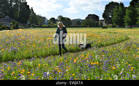 Brighton, UK. 27th June, 2015. A young lady and her pet dog an unusual Basset Bleu de Gascogne enjoy the beautiful summer weather in the Preston Park Wild Flower Meadows in Brighton early this morning It is the second year a mixture of wild flowers have been sown on two old bowling greens by the city council providing habitat and food for bees , butterflies and other insects Stock Photo