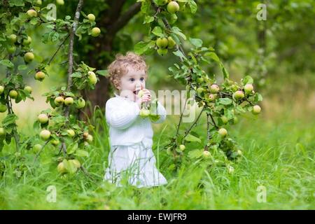 Funny baby girl picking apples in an autumn garden wearing a festive white dress Stock Photo