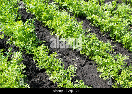 overwinter carrot seedlings