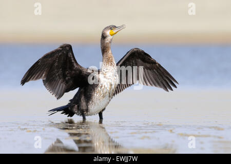 Great Cormorant dries wings at the shallow water Stock Photo