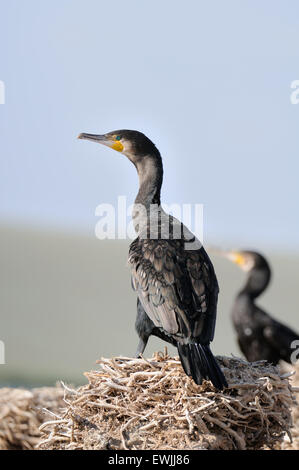 Great Cormorant sitting on old nest Stock Photo
