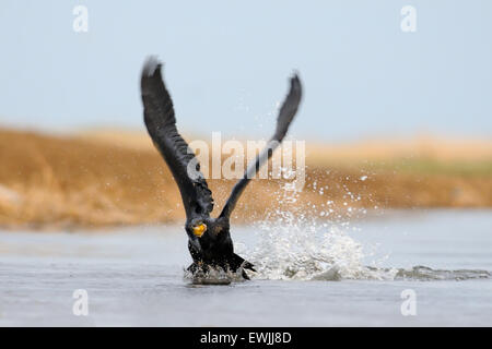Great Cormorant running on lake water surface Stock Photo