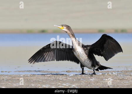 Great Cormorant dries wings on the lake shore Stock Photo