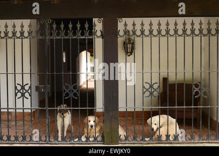 Three dogs guarding a house behind iron bars in Tarifa, Spain, on November 23rd, 2013. Stock Photo
