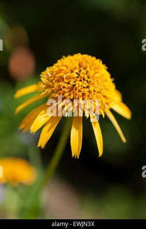 Yellow coneflower (Echinacea paradoxa) 'Secret Glow' - USA Stock Photo