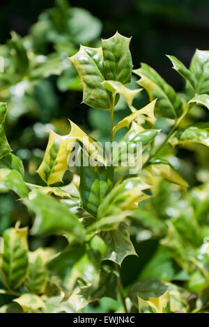 O Spring Chinese holly plant leaves (Ilex cornuta) Stock Photo