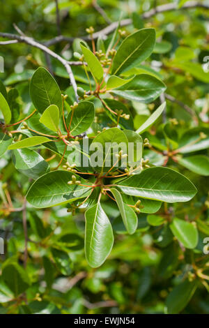 Black tupelo tree (Nyssa sylvatica) leaves in summer - Virginia USA Stock Photo