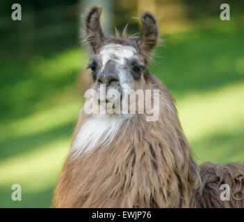 Llama pet Stock Photo