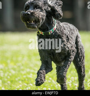 Labradoodle dog running Stock Photo
