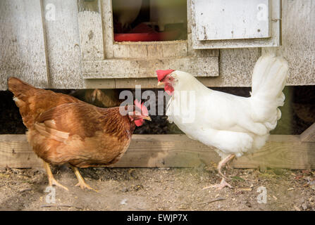 Hens in chicken coop Stock Photo