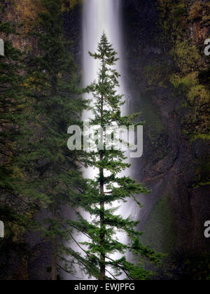 Multnomah Falls with lone tree and fall color. Columbia River Gorge National Scenic Area, Oregon Stock Photo