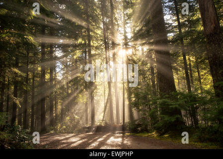 Road/trail along Opal Creek with sunburst/godrays. Opal Creek Wilderness, Oregon Stock Photo