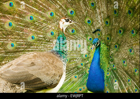 A male peacock displaying to a female Stock Photo