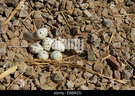 A Gambel’s Quail nest with six brown spotted egg on a rocky ground in Arizona. Stock Photo