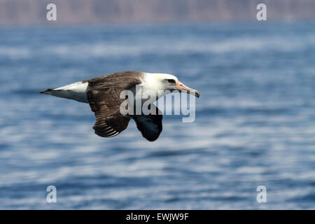 Laysan albatross that flies over the waters near the Commander Islands Stock Photo