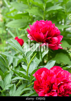 Red peony flowers. Blooming peonies on a spring green background in the garden.