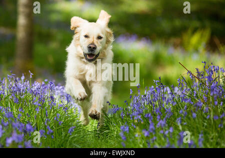 A Golden Retriever dog running through Bluebells in Jiffy Knotts wood near Ambleside, Lake District, UK. Stock Photo