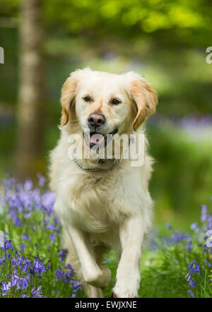 A Golden Retriever dog running through Bluebells in Jiffy Knotts wood near Ambleside, Lake District, UK. Stock Photo