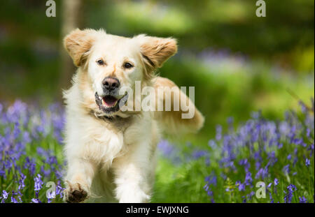 A Golden Retriever dog running through Bluebells in Jiffy Knotts wood near Ambleside, Lake District, UK. Stock Photo