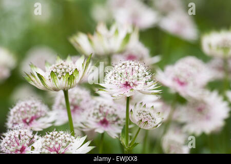 Astrantia major. Masterwort flowers. Stock Photo