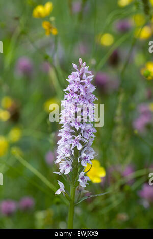 Dactylorhiza fuchsii. Common spotted orchid in a wild flower meadow. Stock Photo