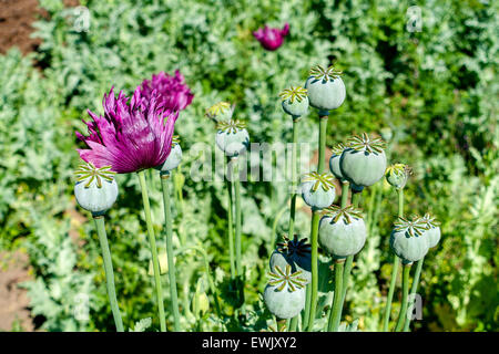 Poppy flowers and seed heads, opium, drugs, war on drugs, heroin Stock Photo